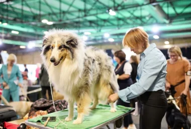 International Dog and Cat Show Latvian Winner - Event image