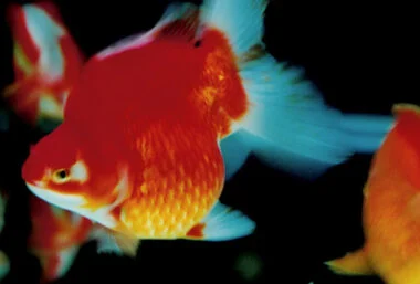 Japanese women photographers: from 1950s to now - Event image