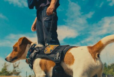 Us, Our Pets and the War (Cat & Dog) - Event image