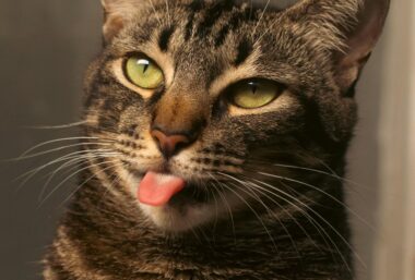 Cat Video Fest 2026 (Cat & Dog) - Event image