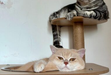 Cat Video Fest HK 2026 (Cat & Dog) - Event image