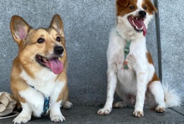 Dog Video Fest HK 2026 (Cat & Dog) - Event image