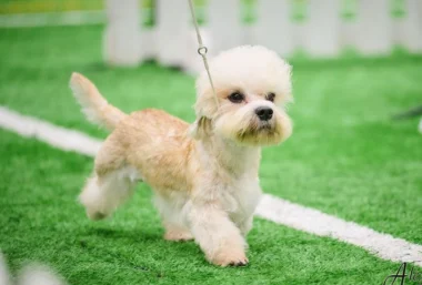 International Dog Show - Renginio paveikslėlis