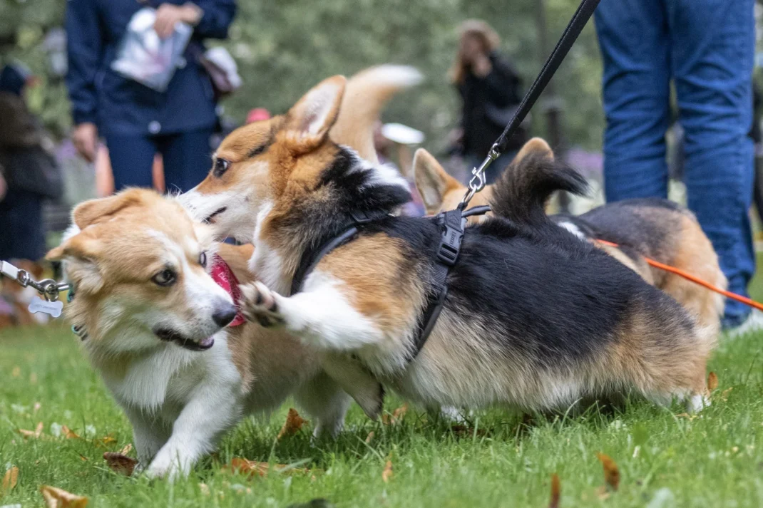 Royal Corgi Walk - Event image 2