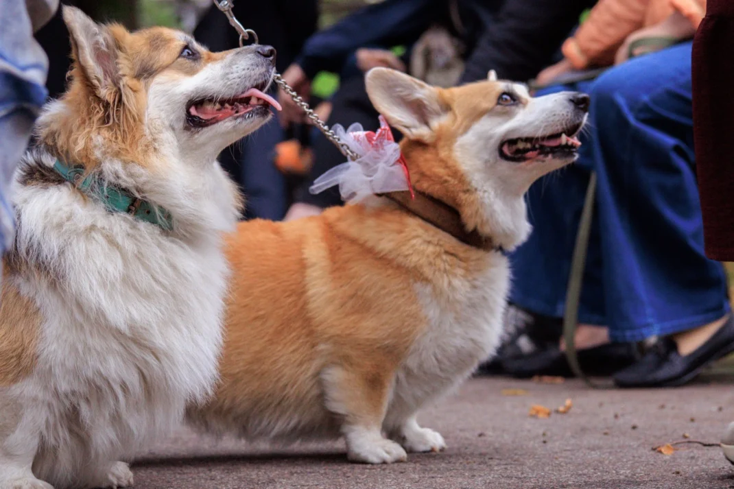 Royal Corgi Walk - Event image 3