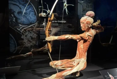 Exhibition – BODIES Evolution - Event image